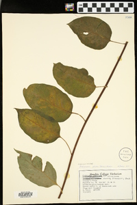 Schisandra glabra image