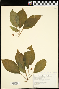 Schisandra glabra image