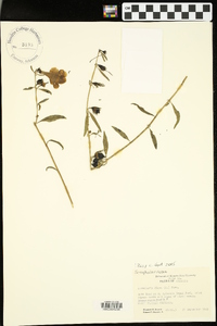 Image of Aureolaria auriculata