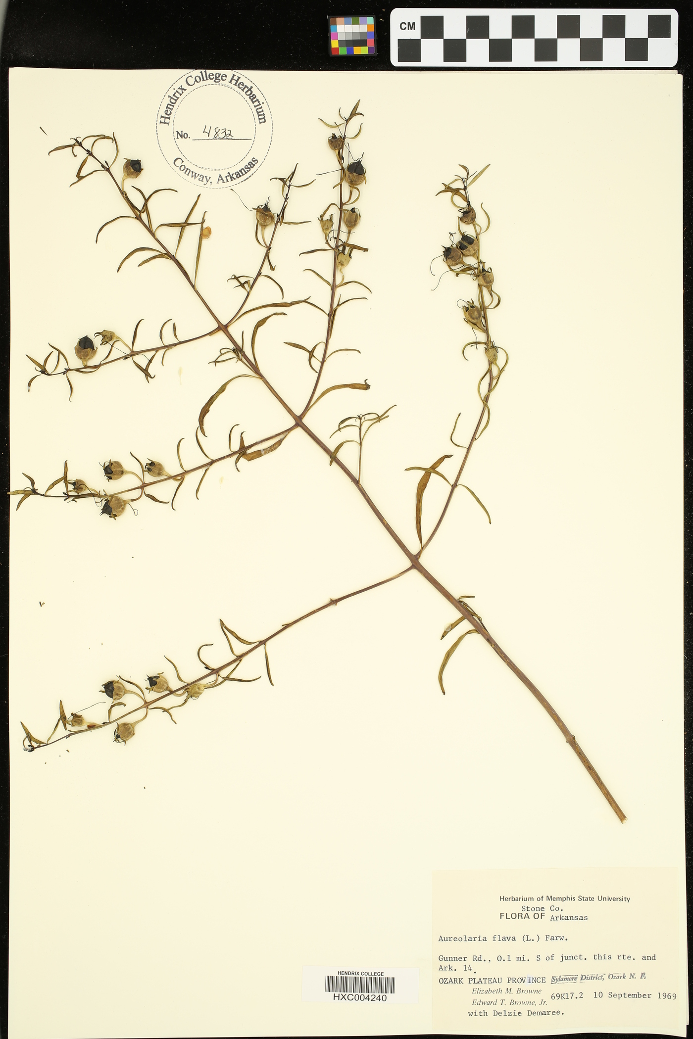 Aureolaria auriculata image
