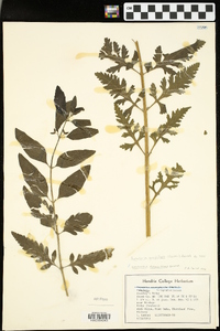 Aureolaria grandiflora image