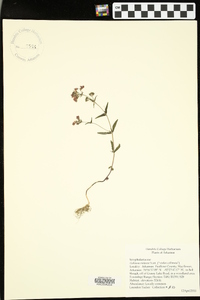 Collinsia violacea image