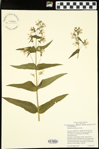 Penstemon arkansanus image