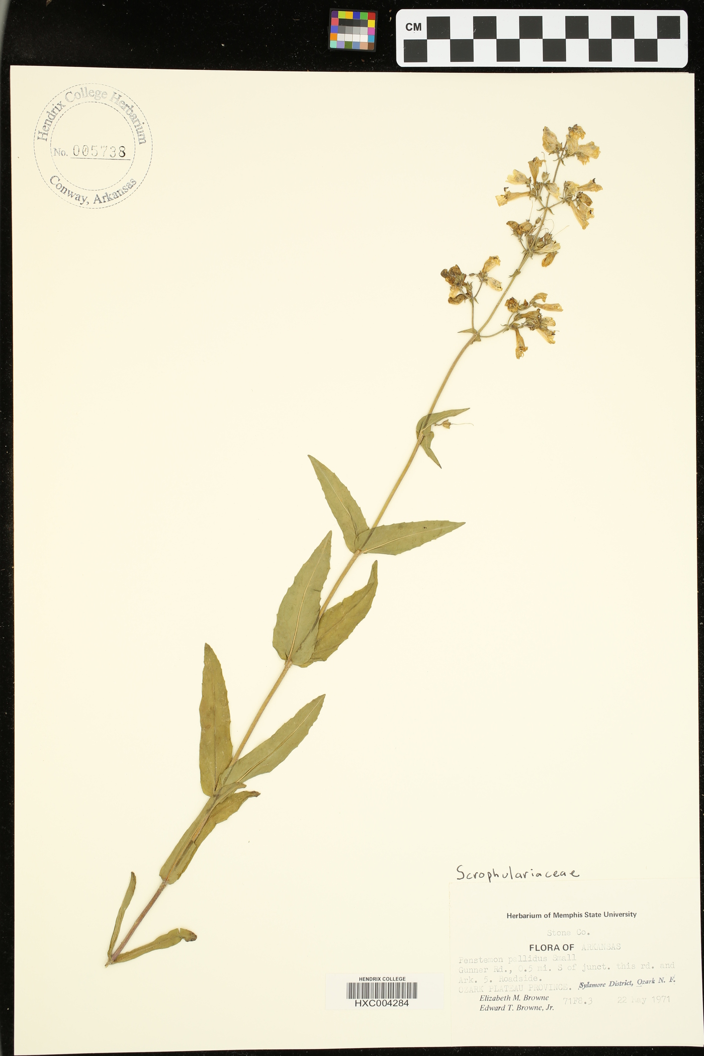 Penstemon pallidus image