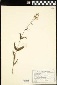 Penstemon arkansanus image