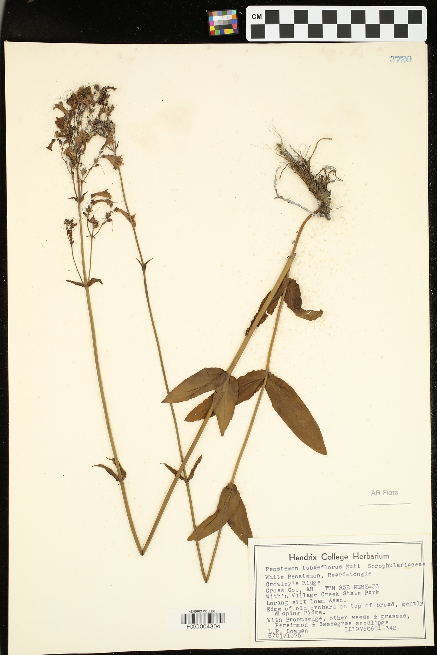 Penstemon tubaeflorus image