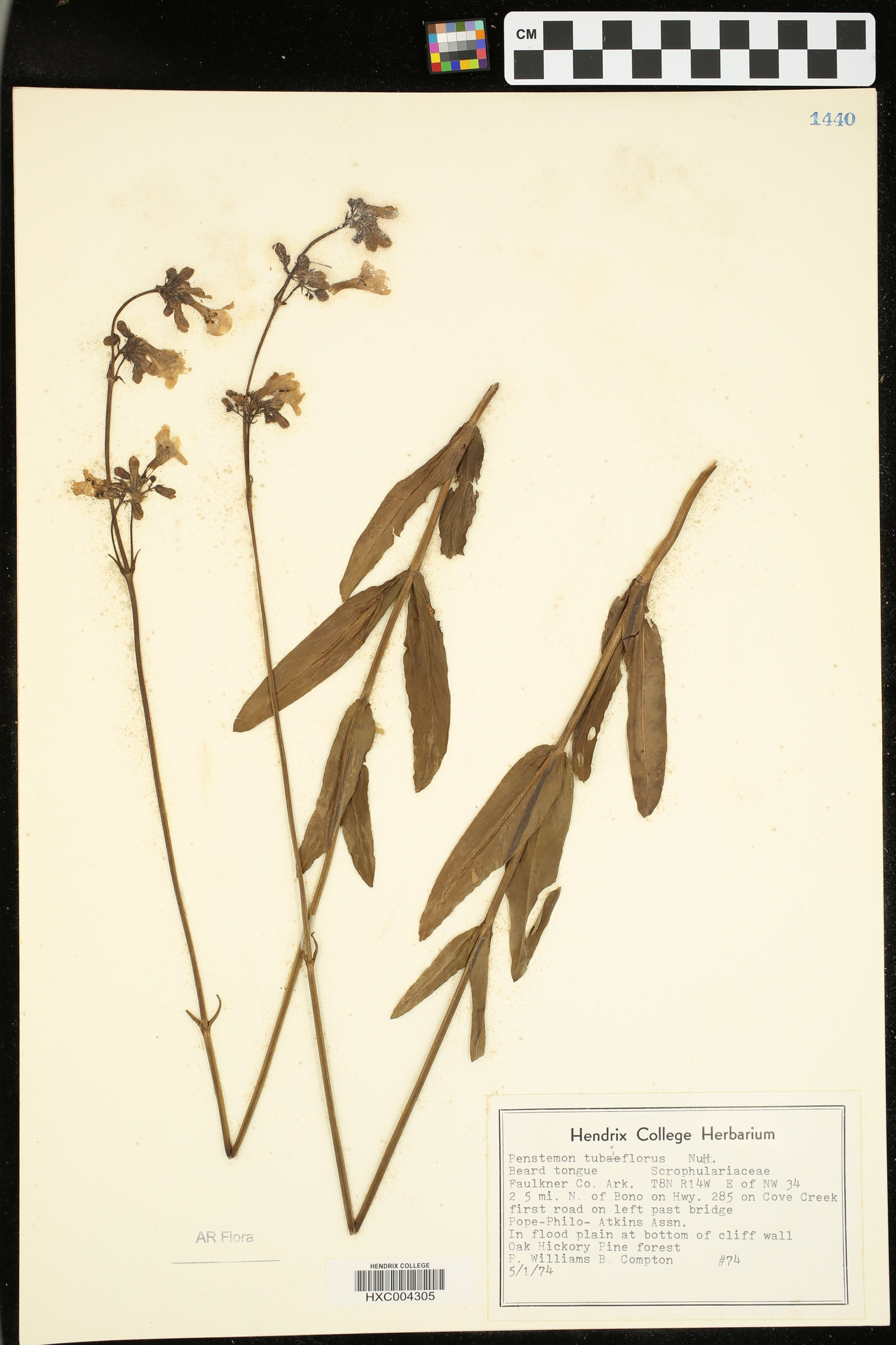 Penstemon tubaeflorus image