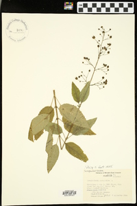 Scrophularia marilandica image