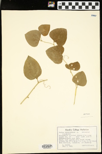 Smilax bona-nox image