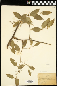 Smilax laurifolia image