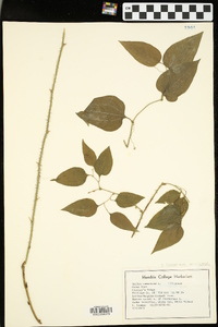 Smilax tamnoides image