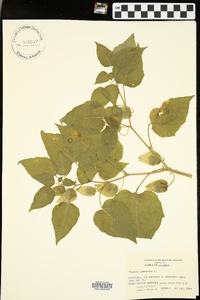 Physalis pubescens image