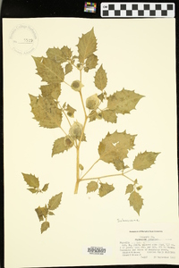 Physalis angulata image