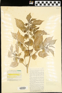 Physalis angulata image