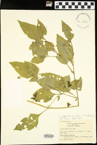 Solanum ptychanthum image