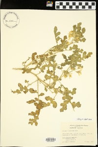 Solanum rostratum image