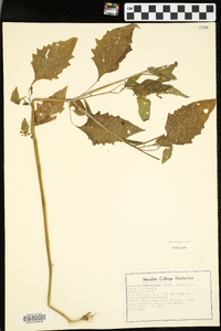 Solanum ptychanthum image