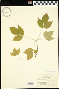 Staphylea trifolia image