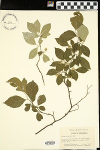 Styrax americanus image