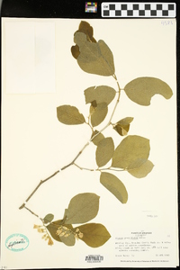 Styrax grandifolius image