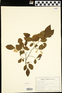 Styrax americanus image