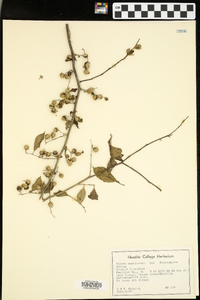 Styrax americanus image