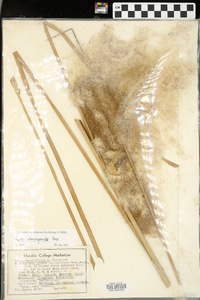 Typha domingensis image