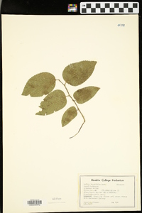 Celtis tenuifolia image