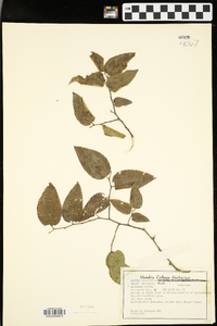 Celtis tenuifolia image