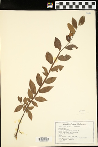 Ulmus alata image