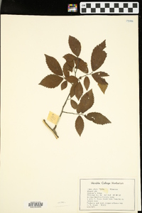 Ulmus alata image