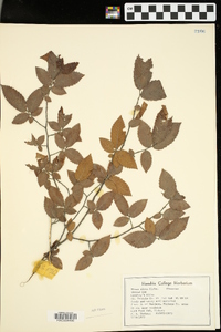 Ulmus alata image