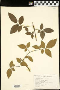 Ulmus alata image