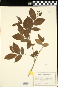 Ulmus alata image