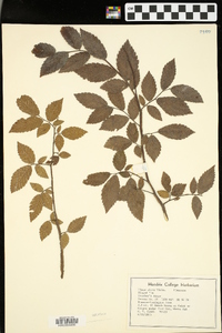 Ulmus alata image