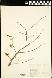 Ulmus alata image