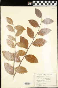 Ulmus alata image