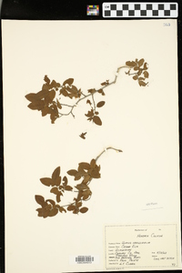 Ulmus crassifolia image