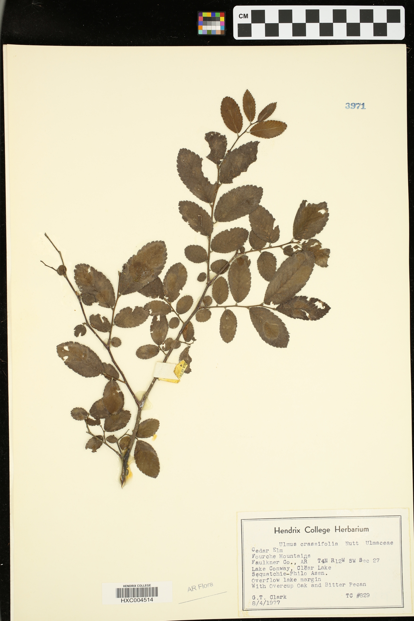 Ulmus crassifolia image