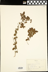 Ulmus crassifolia image