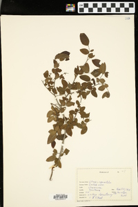 Ulmus crassifolia image