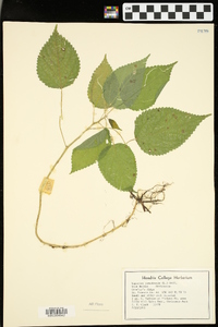 Laportea canadensis image