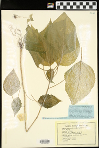 Laportea canadensis image