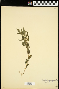 Parietaria pensylvanica image