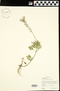 Glandularia canadensis image