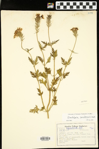 Glandularia canadensis image