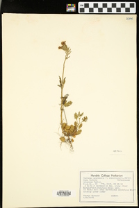 Glandularia canadensis image