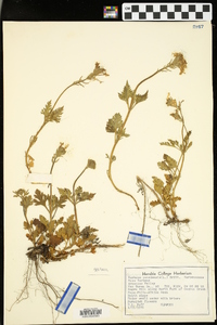 Glandularia canadensis image