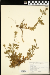 Glandularia canadensis image