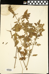 Verbena canadensis image